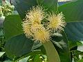 Water Rose Apple